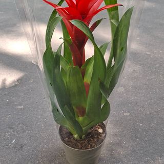 Guzmania