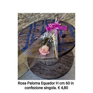 Rosa "Paloma" Equador, confezione singola da 60 cm