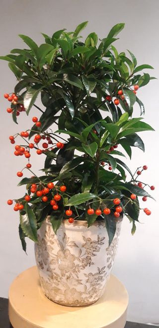 13 Pianta di Ardisia con contenitore