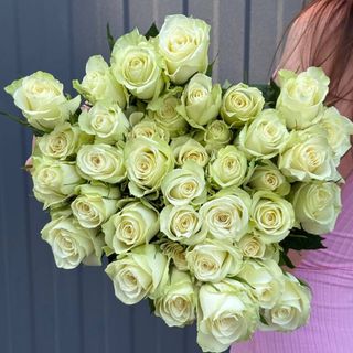 Троянда Атена 50см