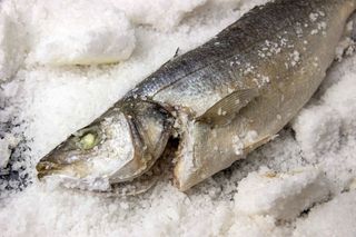 Lubina Nacional de (600gr) para la sal