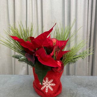 FLOR DE PASCUA MEDIANA