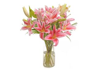 11 Лилиума, розови | 1 pieces