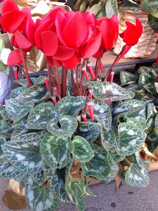 Ciclamino rosso
