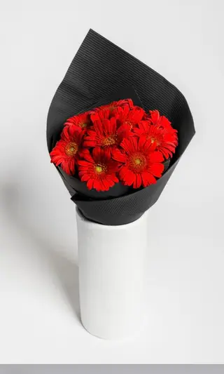Gerbera