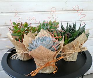 Suculenta cu ambalaj rustic