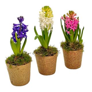 Bulbi de zambila în coșulețe