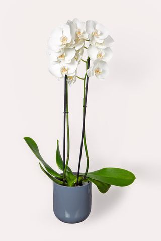 Orchidée 2