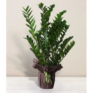 Zamioculcas  vaso 17