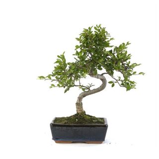 Bonsái Zelkova 8 Años (Olmo Japonés)