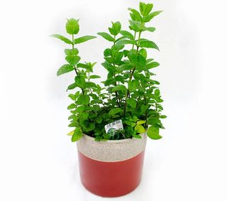 Mentă (Mentha Spicata)