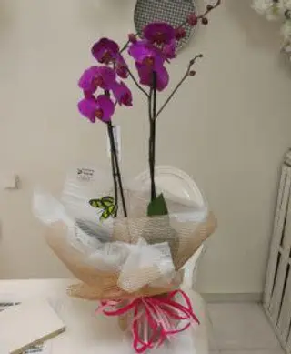 Orquídeas