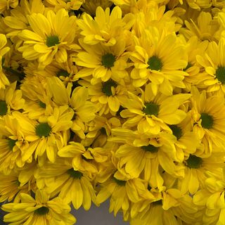 Ramo Margaritas Amarillas ( 5 tallos ) 