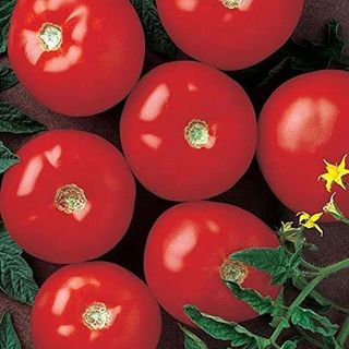 Tomate Del País 500 Gr