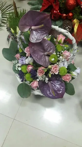 Korpa 7
