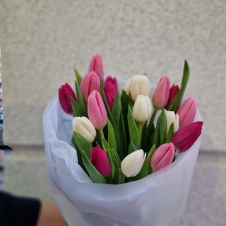 Тюльпан 19 шт