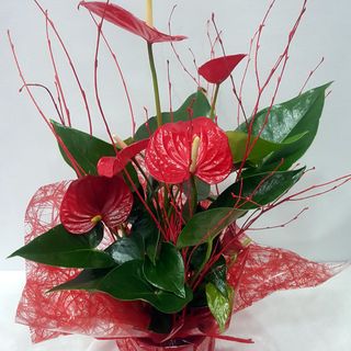 Anturio rojo mediano