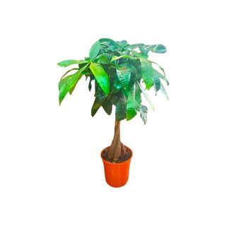 Vaso Pachira aquatica | Árvore-do-dinheiro