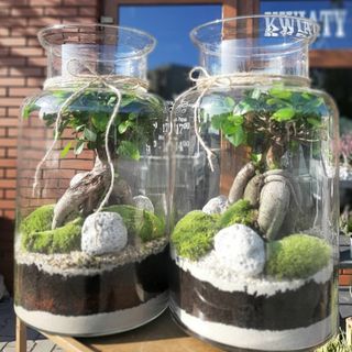 Bonsai w szkle