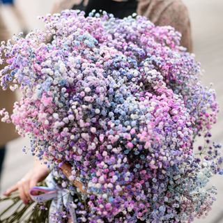 Gipsówka kolorowa 25 gałązek 