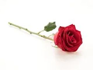 Rosa rossa grande