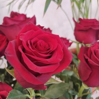 5 Rose Rosse con verde decorativo