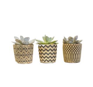 Pack 3 Suculentas con maceta cerámica Azteca