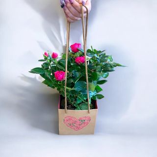 Trandafir la ghiveci