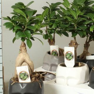 BONSAI Ficus Retusa con Cerámica de Regalo