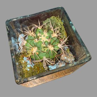 Kompozycja z roślin doniczkowych 8