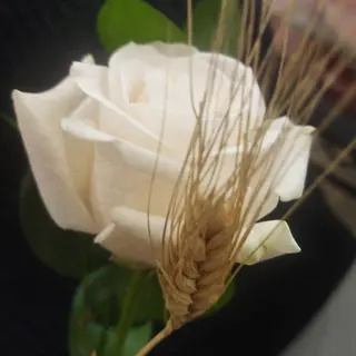 1 Rosa blanca fresca para regalo