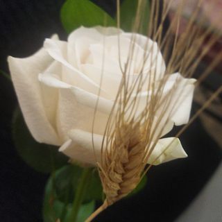 1 Rosa blanca fresca para regalo