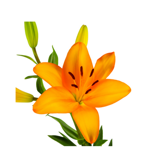  Lilium Asiático Naranja Flor Suelta (Por unidad/No es un ramo/No bouquet) 