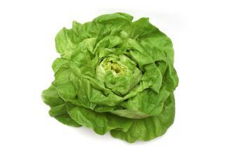 Lechuga Trocadero (Unidad)