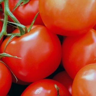 Pan Con Tomate Y Orégano