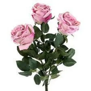 3 Rose rosa