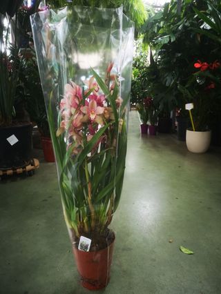 Cymbidium