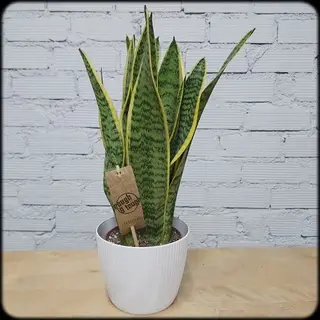Sanseviera