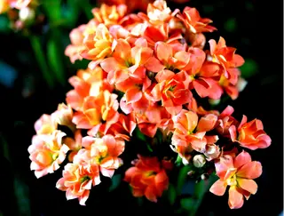 Kalanchoes  
