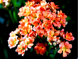 Kalanchoes  