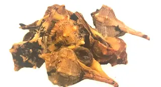 9.Caracoles De Mar
