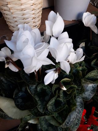 Ciklamino bianco grande extra (,basu teracotta)