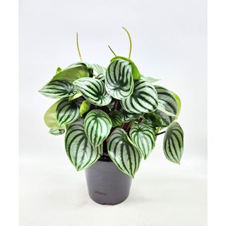 Pianta verde piccola