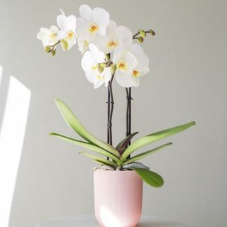 Orchidea Bianca con vaso 