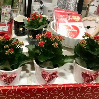 Roślina doniczkowa (zdj poglądowe) w sercowej doniczce