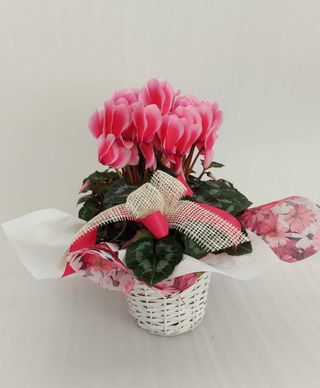 Ciclamino sfumato con cesto