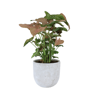 Syngonium Neon Robusta