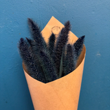 Preservado Setaria Azul 