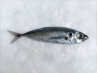 Sarun - Trachurus trachurus  HOM