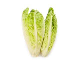 Salade Romaine - Unité 